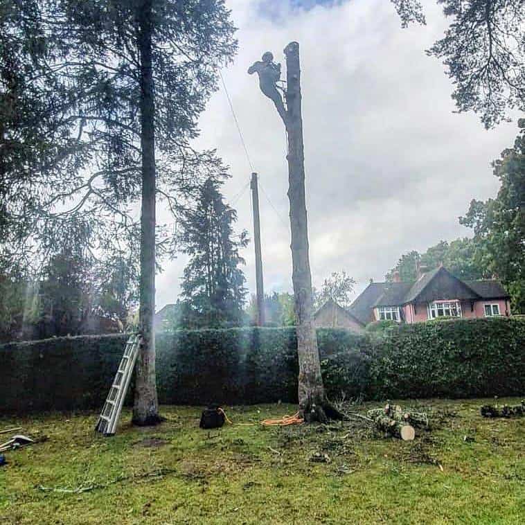 This is a photo of a tree that is being removed, there is just the trunk remaining and the operative from EM Tree Surgery Malmesbury is at the top cutting a section of it off.
